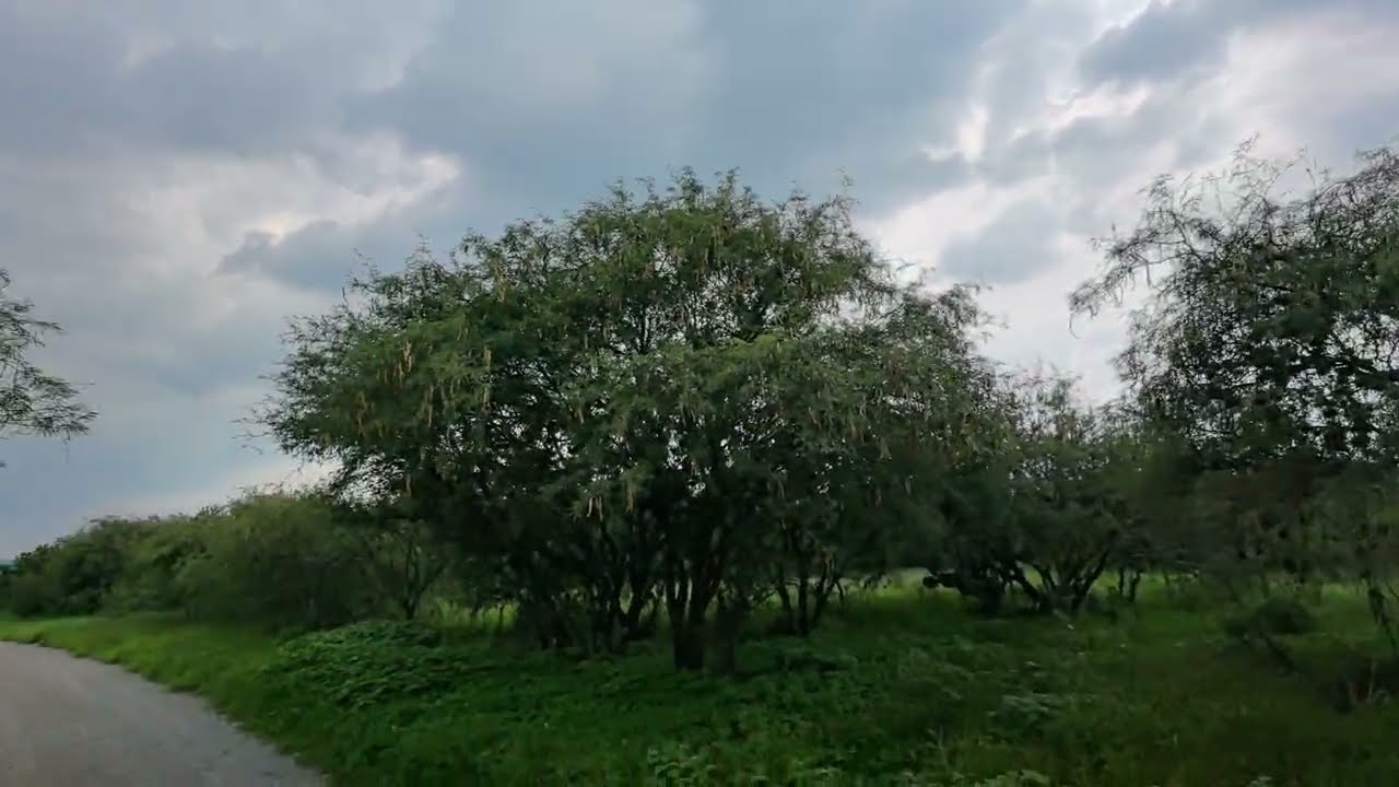 Libélulas en la Zona Arqueológica de Tula, Hidalgo.
