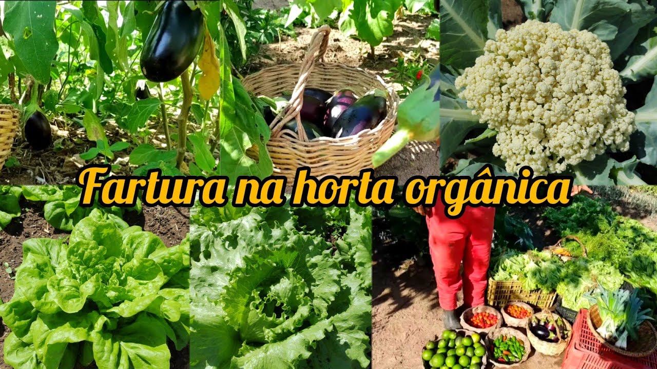 TOUR COMPLETO  em nossa  HORTA ORG&Acirc;NICA + colheita farta