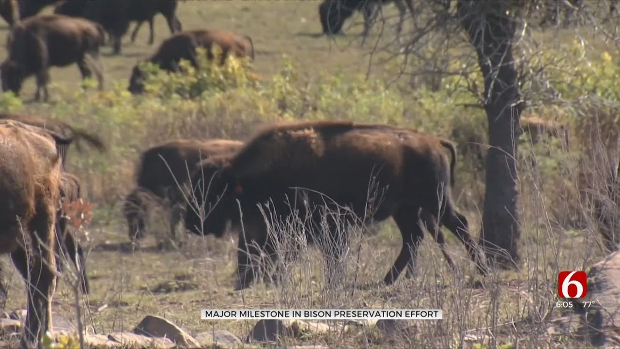 Tallgrass Prairie Bison Thrive 30 Years After Reintroduction
