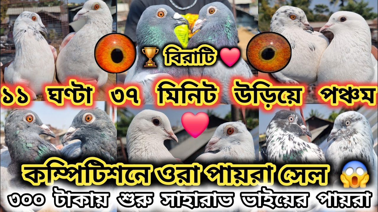 🏆 কম্পিটিশনে পঞ্চম ও অষ্টম স্থান পাওয়া পায়রা বিক্রয় 🏆 ৩০০ টাকায় 😳🏆 সাহারাভ ভাইয়ের পায়রা 🙏