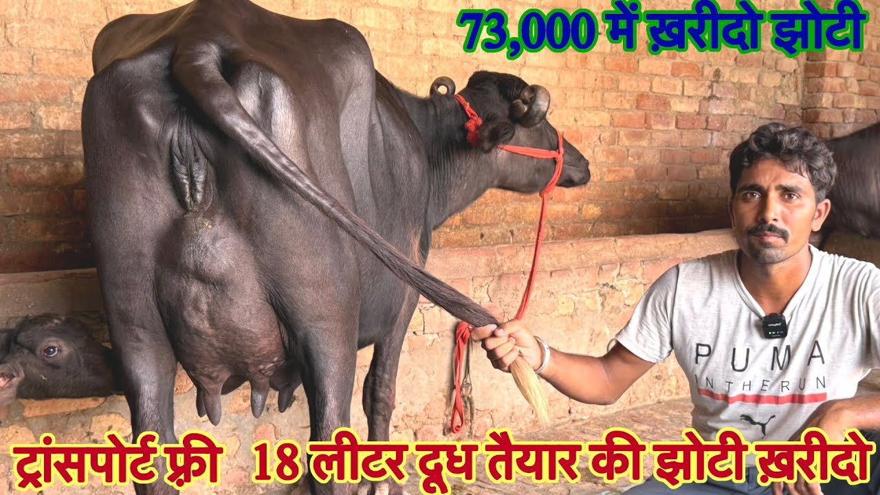 14 सें 18 लीटर दूध तैयार की ✅टॉप झोटिया ख़रीदो !! 10 Buffalo For Sale 😱 Balaji dairy Farm 🎉#bull !!￼