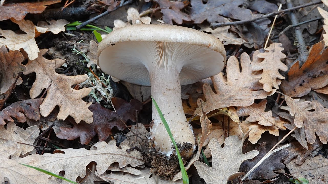 Clitocybe nebularis - Lepista nebularis | Pardilla  -  Ilarraca 🍄