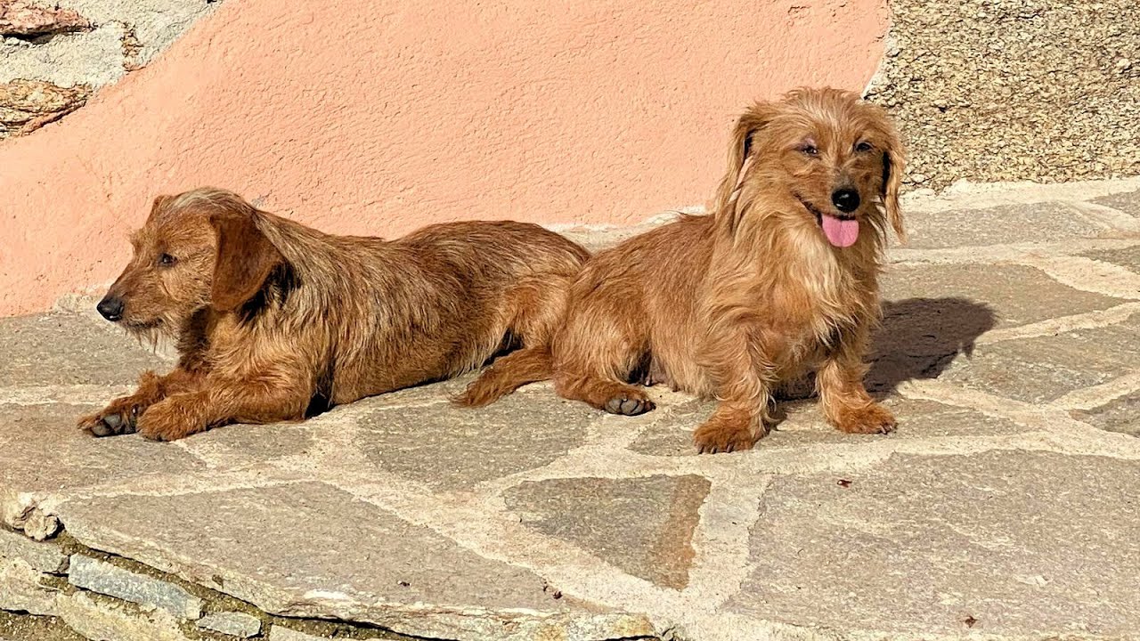Bricciola und Sardeddu