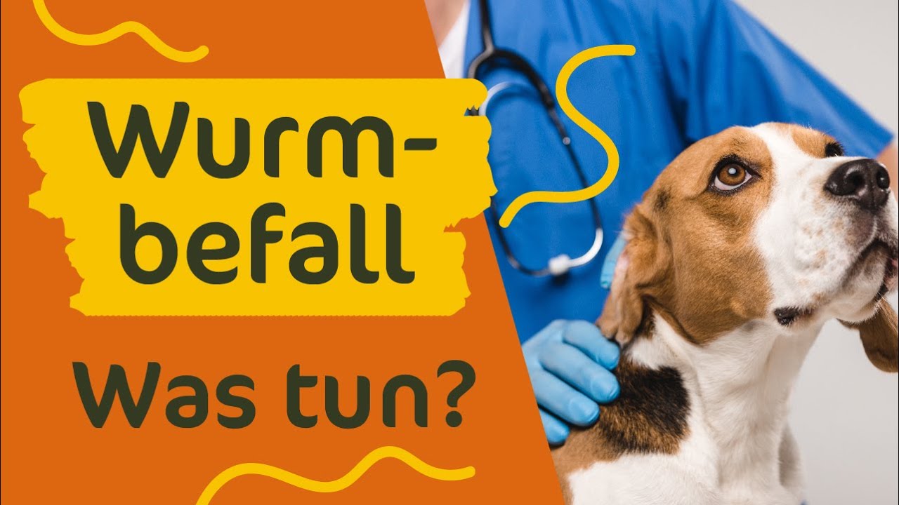 Hilfe, mein Hund hat Würmer! Kann ich mich anstecken?!