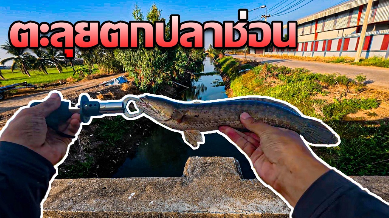 ตะลุยตกปลาช่อน