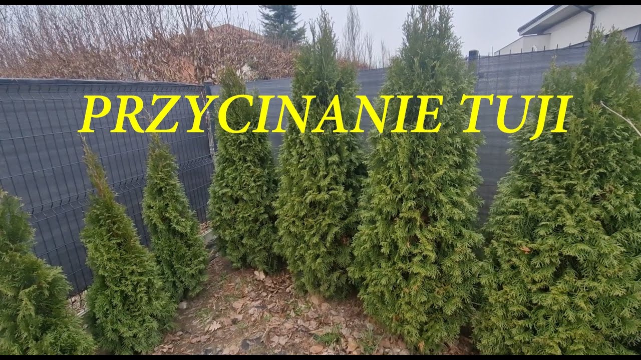 Jak prowadzić tuje thuje żeby byłą wysoka lub szeroka. Cięcie tui