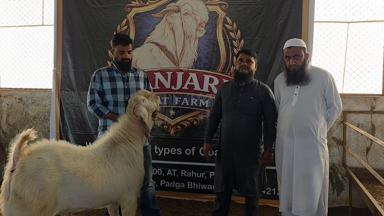 Sanjari Goat Farm Ka Shandaar Andul Aur Khassi Bakro Ka Lot MM Group.