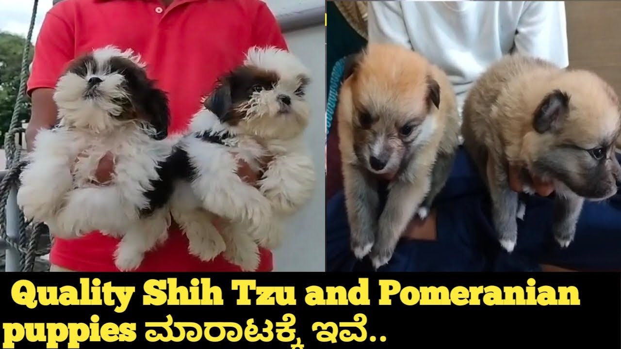 Quality Shih Tzu and Pomeranian puppies ಮಾರಾಟಕ್ಕೆ ಇವೆ|| shih Tzu and Pomeranian puppies for sale||