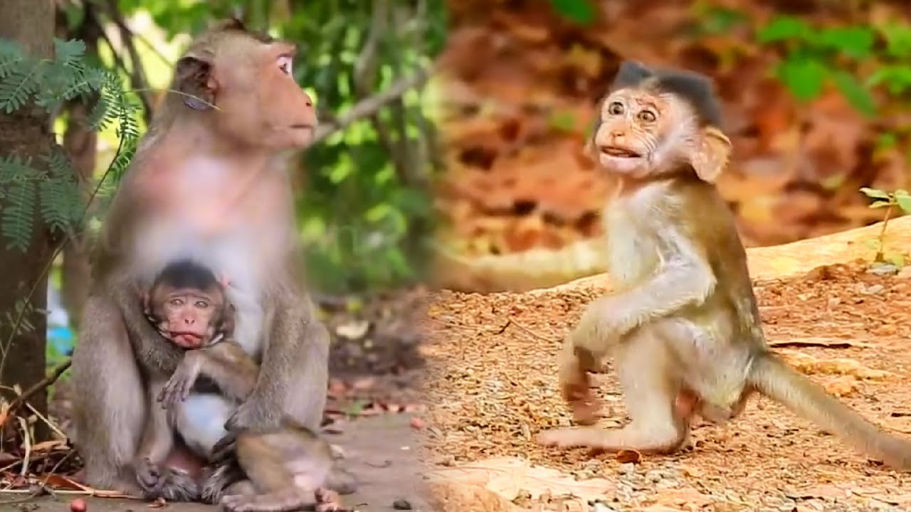 The baby monkey unfortunately fell from a high place, the baby monkey was extremely scared.