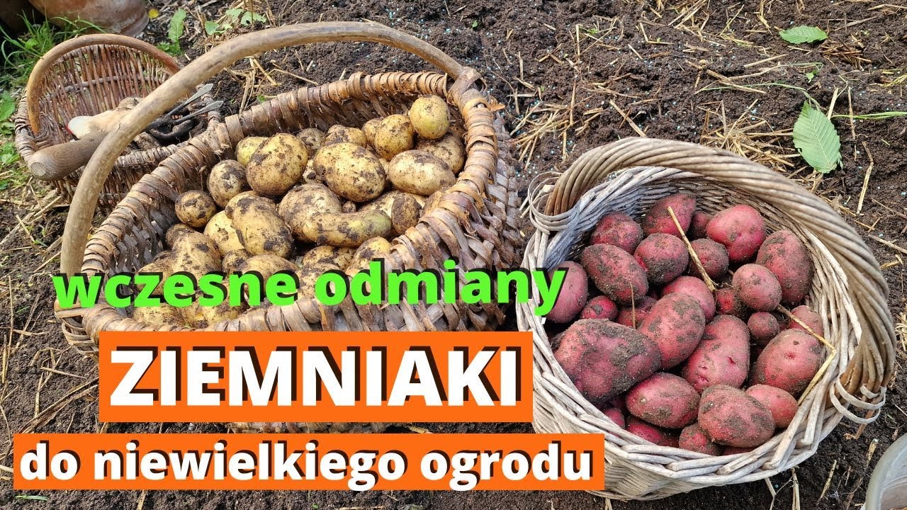 Wczesne odmiany ziemniaków do przydomowego ogrodu. Uprawa ziemniaków w małym ogrodzie.