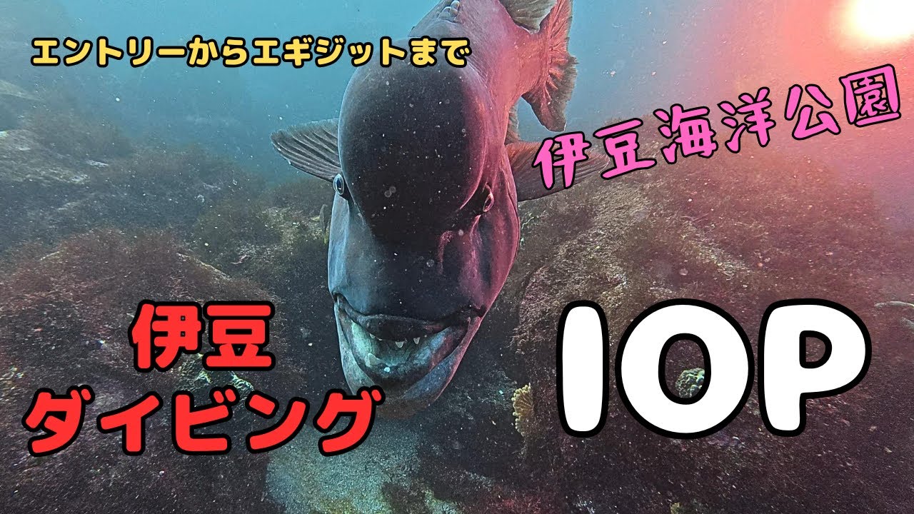 伊豆海洋公園「一の根」でダイビングしてきた　　Diving at Izu Oceanic Park　　　Diving in Japan