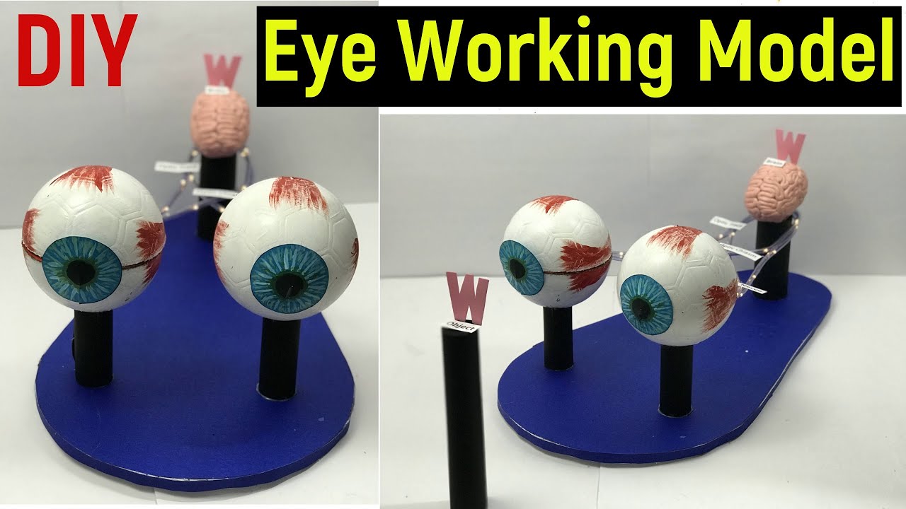eye working model - human eye working model - working model of eye -diy-  eye model -science project