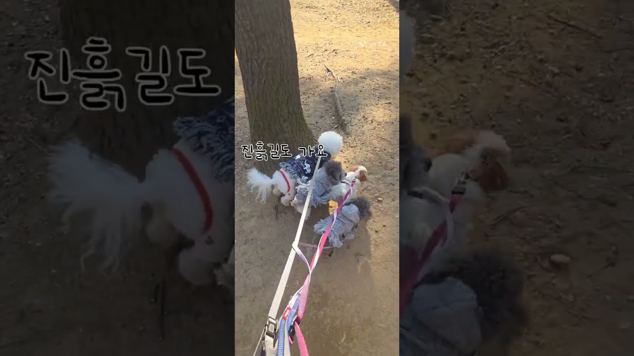 장난꾸러기 버찌 모찌는 짬만 나면 짖어요  (네찌네집 서열1위견 버찌 일상 )  # 반려견 #푸들 #말티푸 #비숑프리제 # 강아지 #애견영상 