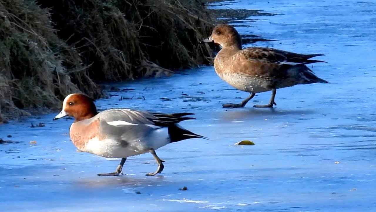 Hvízdák eurasijský, Eurasian wigeon, Pfeifente, Smient, Świstun zwyczajny, Canard siffleur