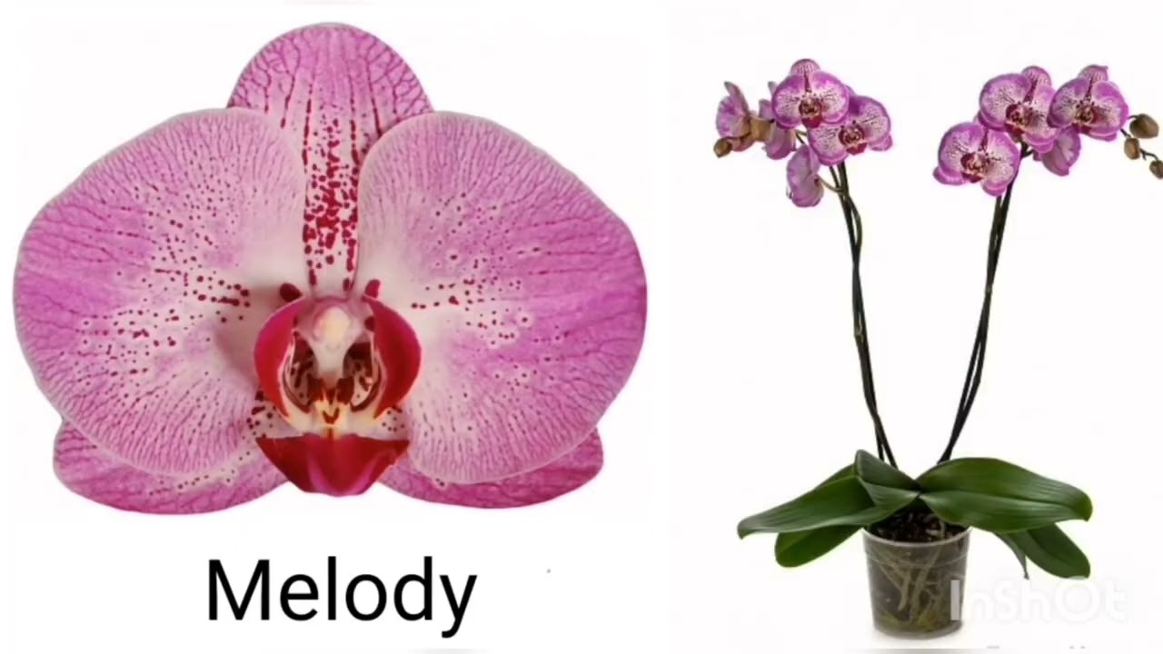 Орхидеи с названиями. Всевозможные розовые оттенки с крапом и прожилками. Orchids with names.