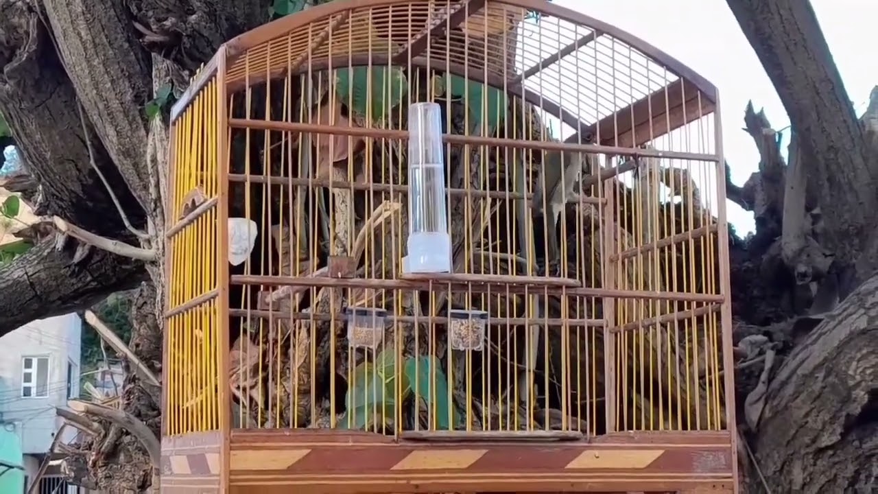 ENCARTE TUI TUI  BITOLA PARA COLEIRO E PAPA CAPIM PARDO E PRETO CANTO FIBRA