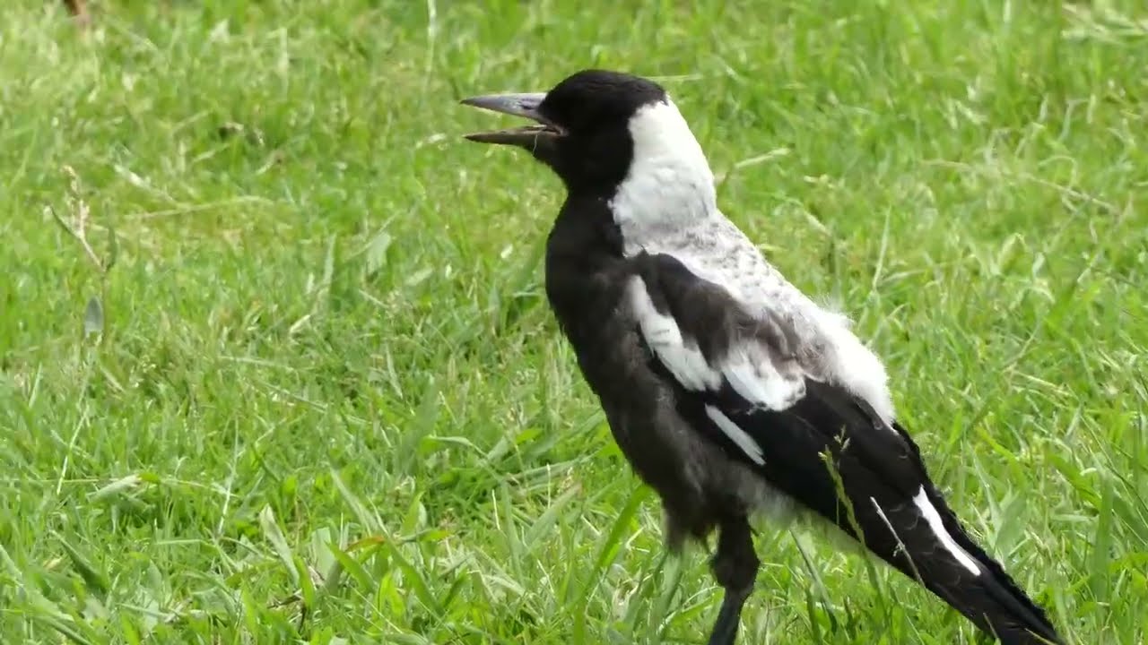 Magpie Foraging With Strange Beak Movements Fascinating Footage | Australian Magpie