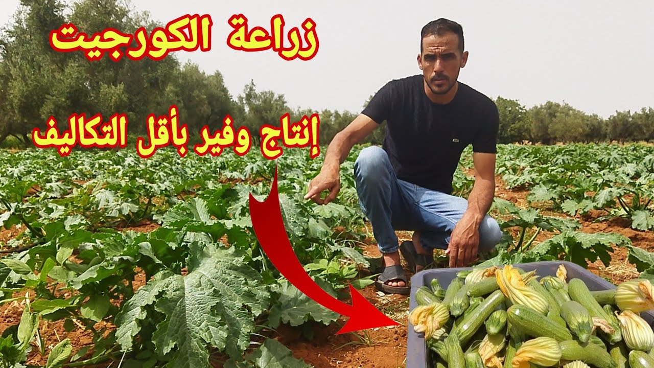 معلومات وارشادات عن زراعة الكورجيت للحصول على إنتاج وفير بأقل التكاليف