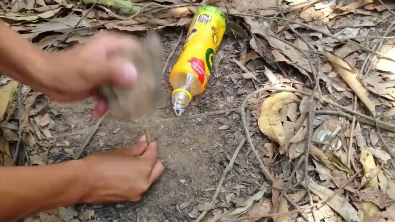Method Unique Easy DIY Simple Bird Trap Using Energy Drink Cans | Unique Bird Trap Plastic Bottle