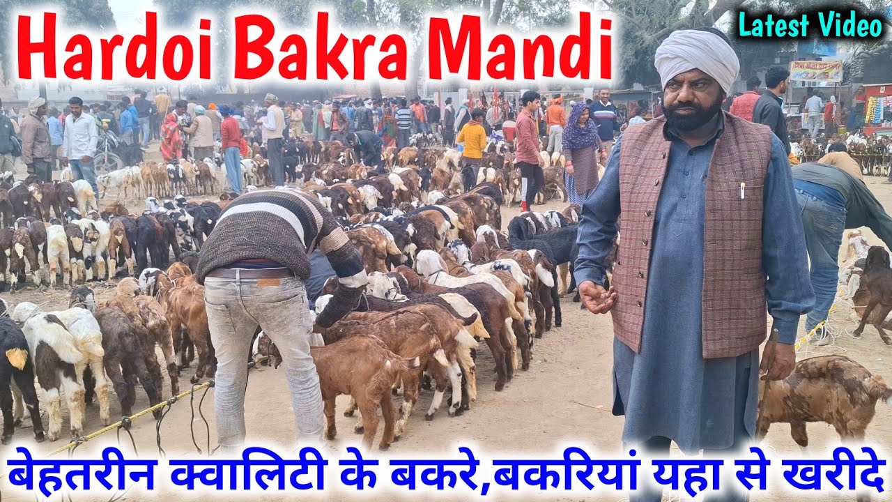 हरदोई बकरा मंडी 2025 |20/02/25 |Hardoi Bakra Mandi UP |Hardoi Bakra Mandi New Video