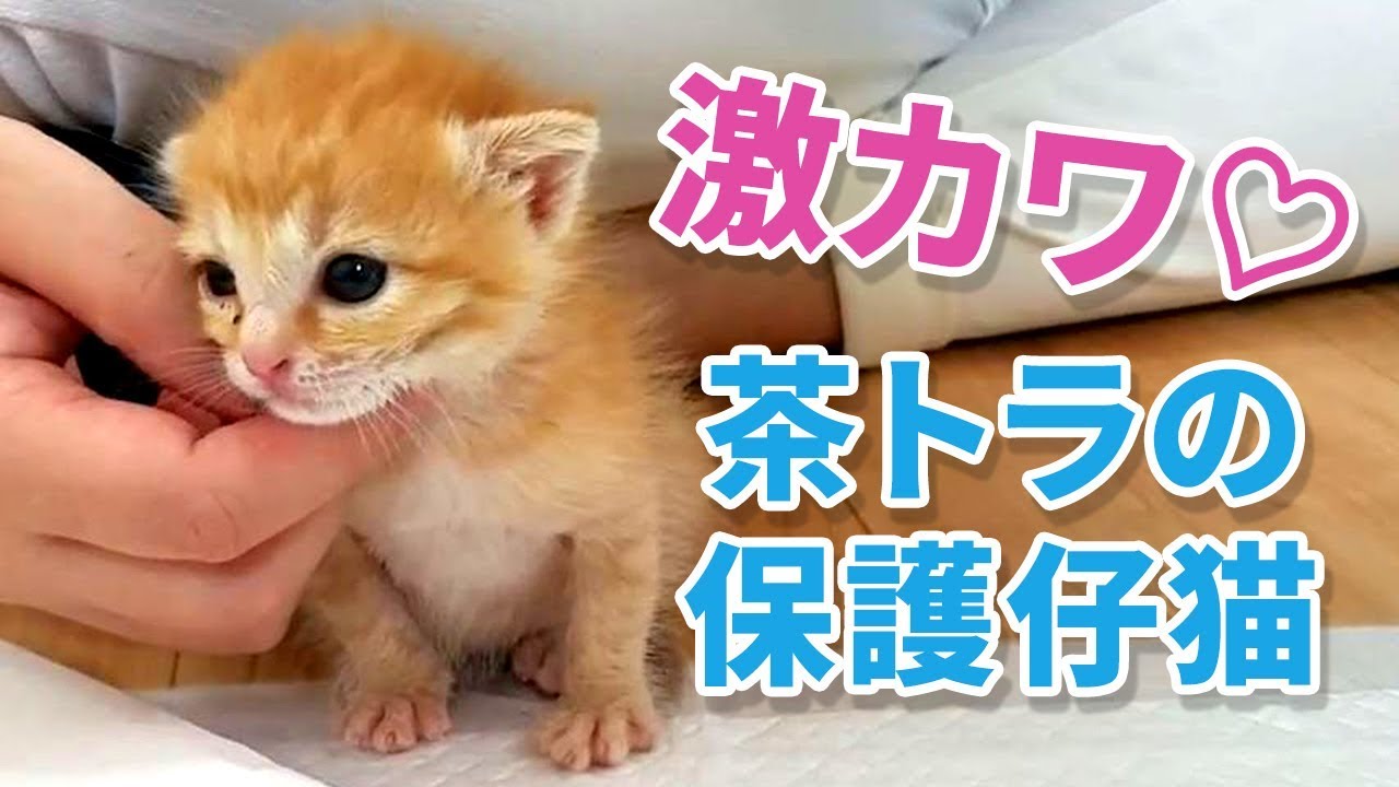 保護して１週間の子猫がかわいすぎる【ソラの育児日記#2】