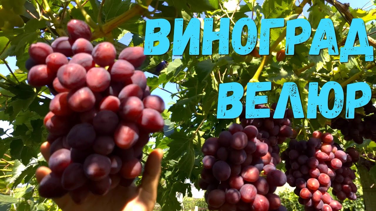 Виноград Велюр.