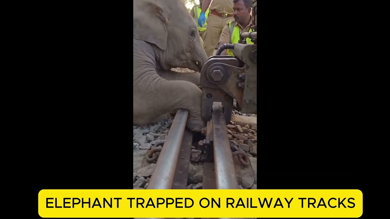 ELEPHANT TRAPPED ON RAILWAY TRACKS &mdash; THEN THIS HAPPENED! 😱🐘