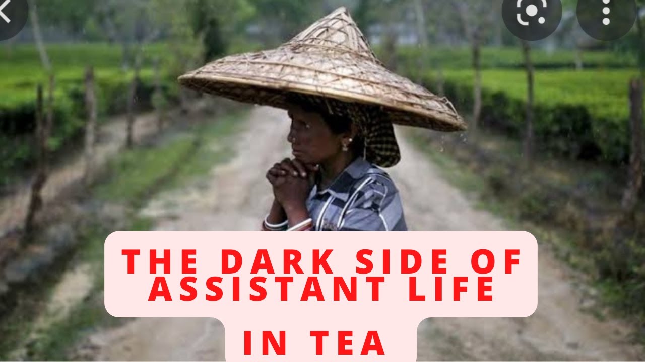 THE DARK SIDE OF TEA GARDEN# Tea me job Karna hai toh PAHLE ye video dekhlo🙏🙏🙏