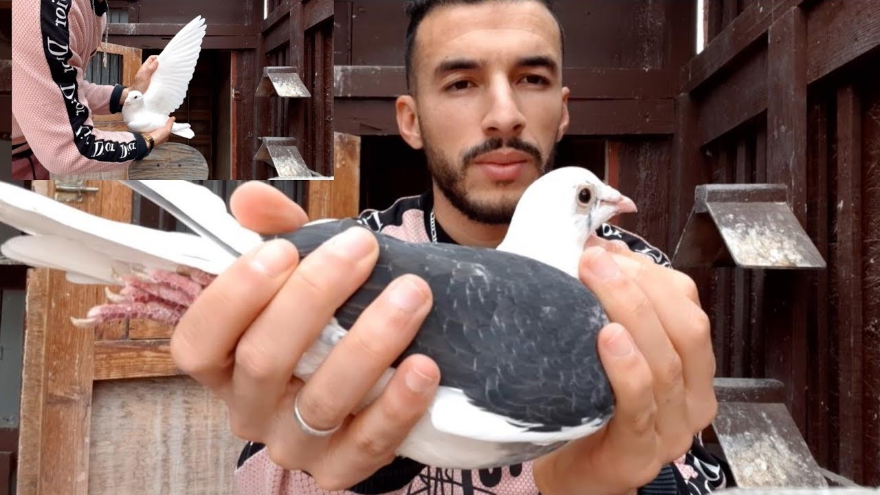هل الحمام الابيض الزاجل قادر على تحقيق الإنجازات أثناء السباق؟ وهل هو معرض للضرب؟ شاهد حتى النهاية 🙏