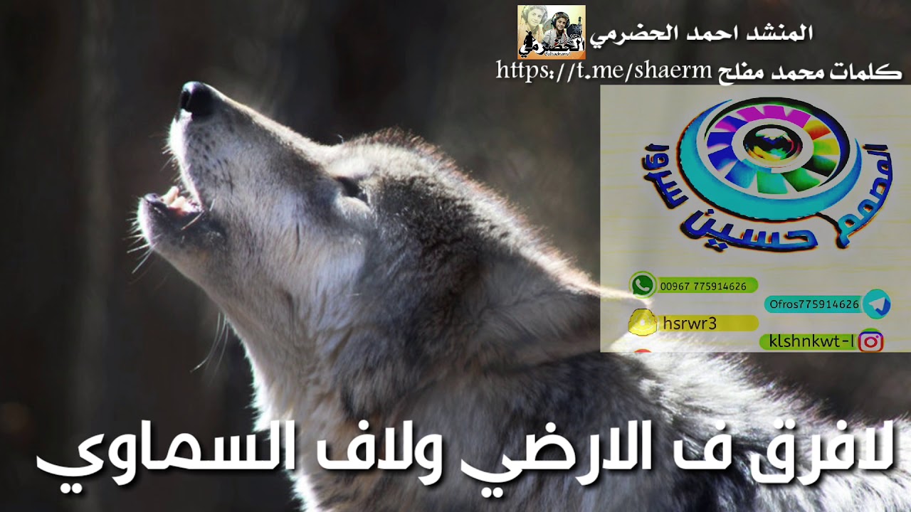 زامل  ياذيب يعوي تالي الليل ياذيب