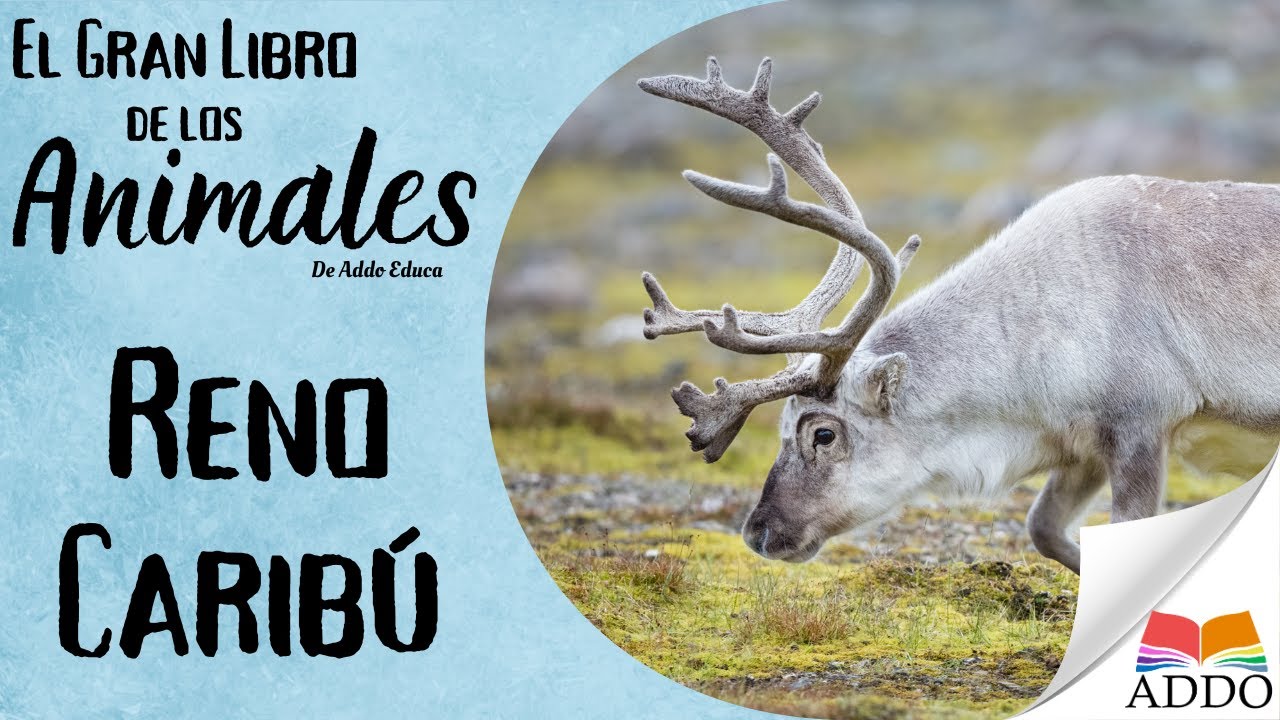 ¡Conoce al Caribú! El Rey de la Nieve ❄️🦌 | Animales Asombrosos para Niños
