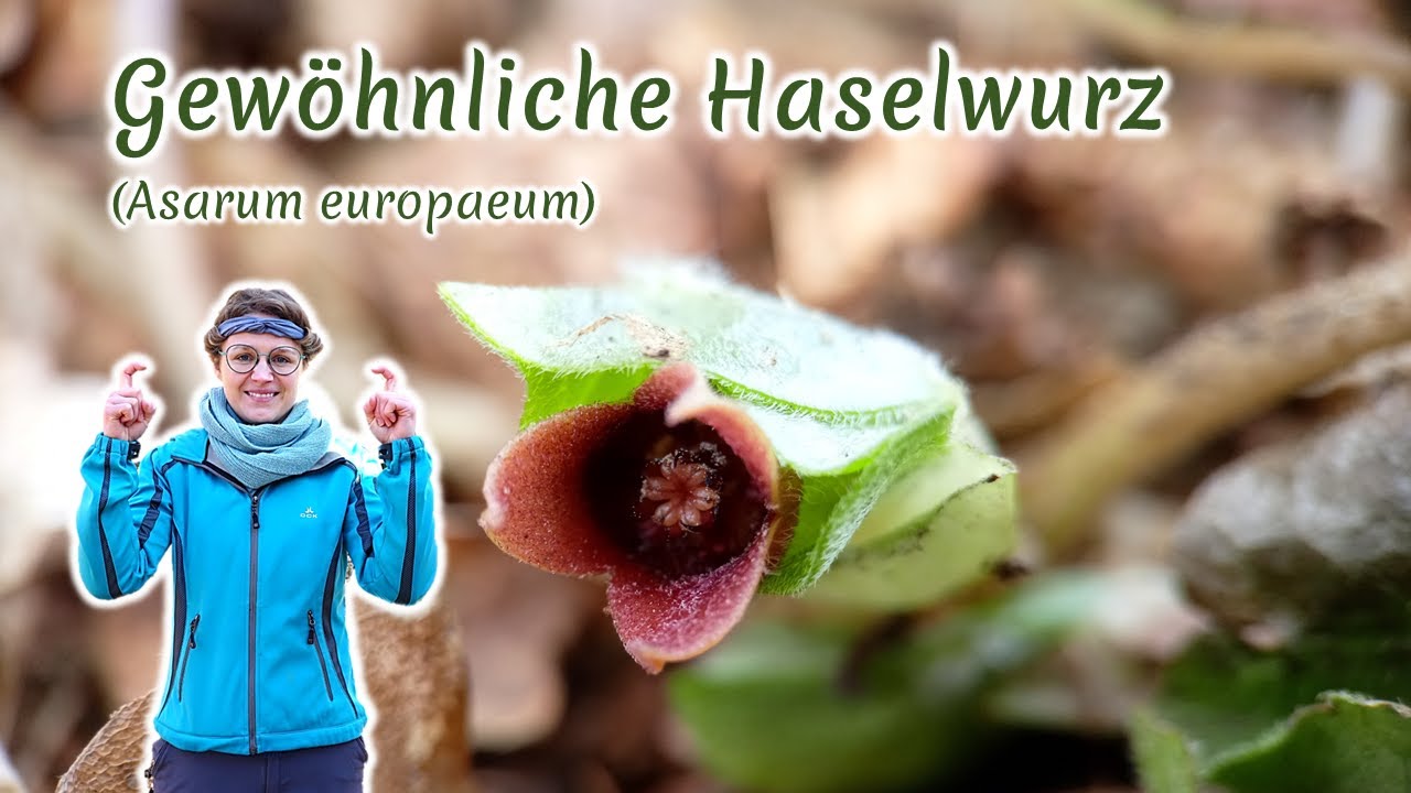 Gewöhnliche Haselwurz (Asarum europaeum) - Artenporträt: Merkmale | Ökologie | Wissenswertes