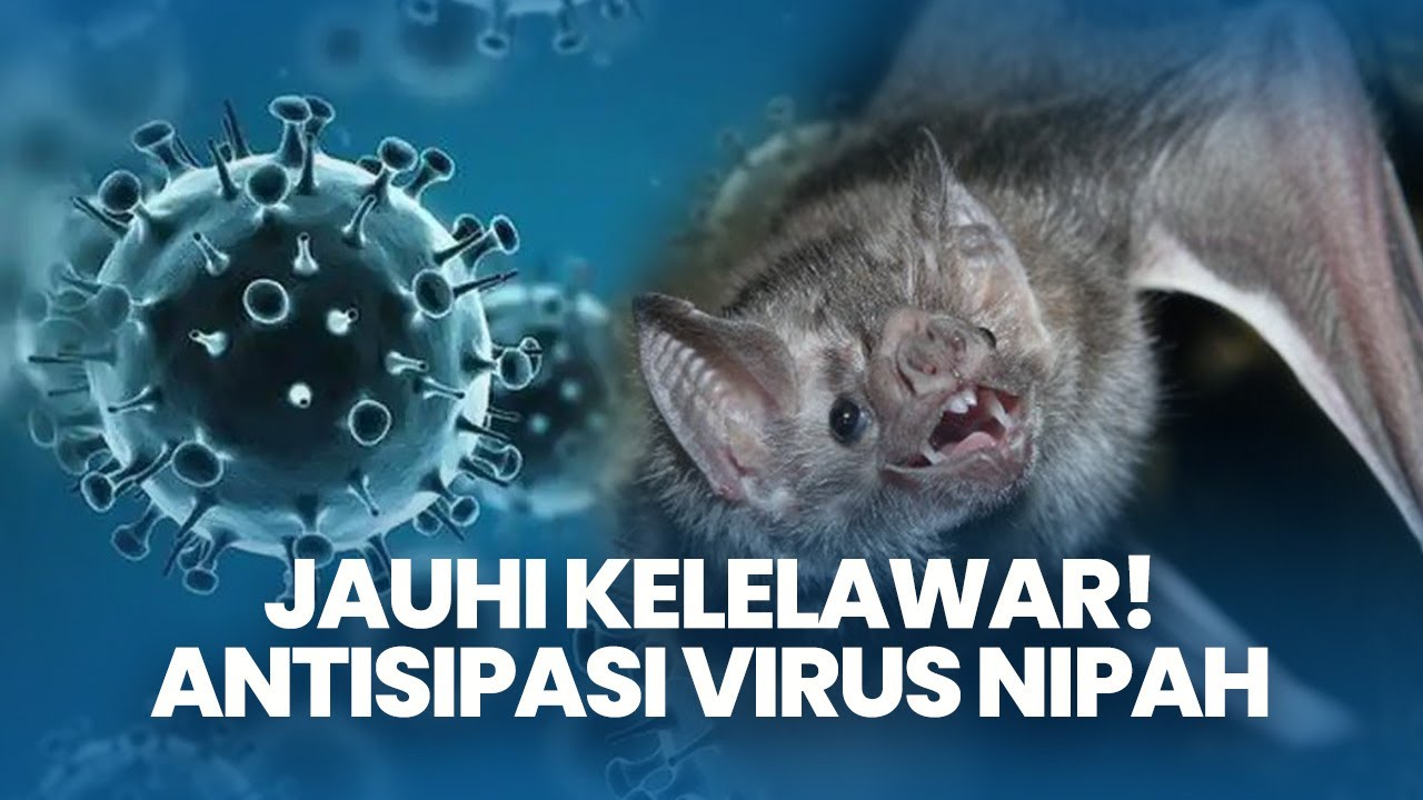 Antisipasi Virus Nipah, Dinkes Denpasar Minta Warga Waspada dan Hindari Kontak dengan Kelelawar