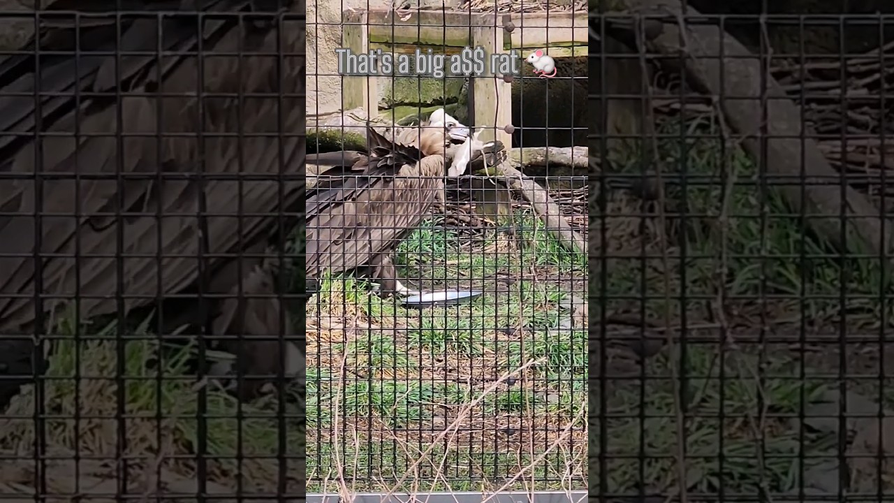 Bird Vs Rat| Chicago Zoo #shorts