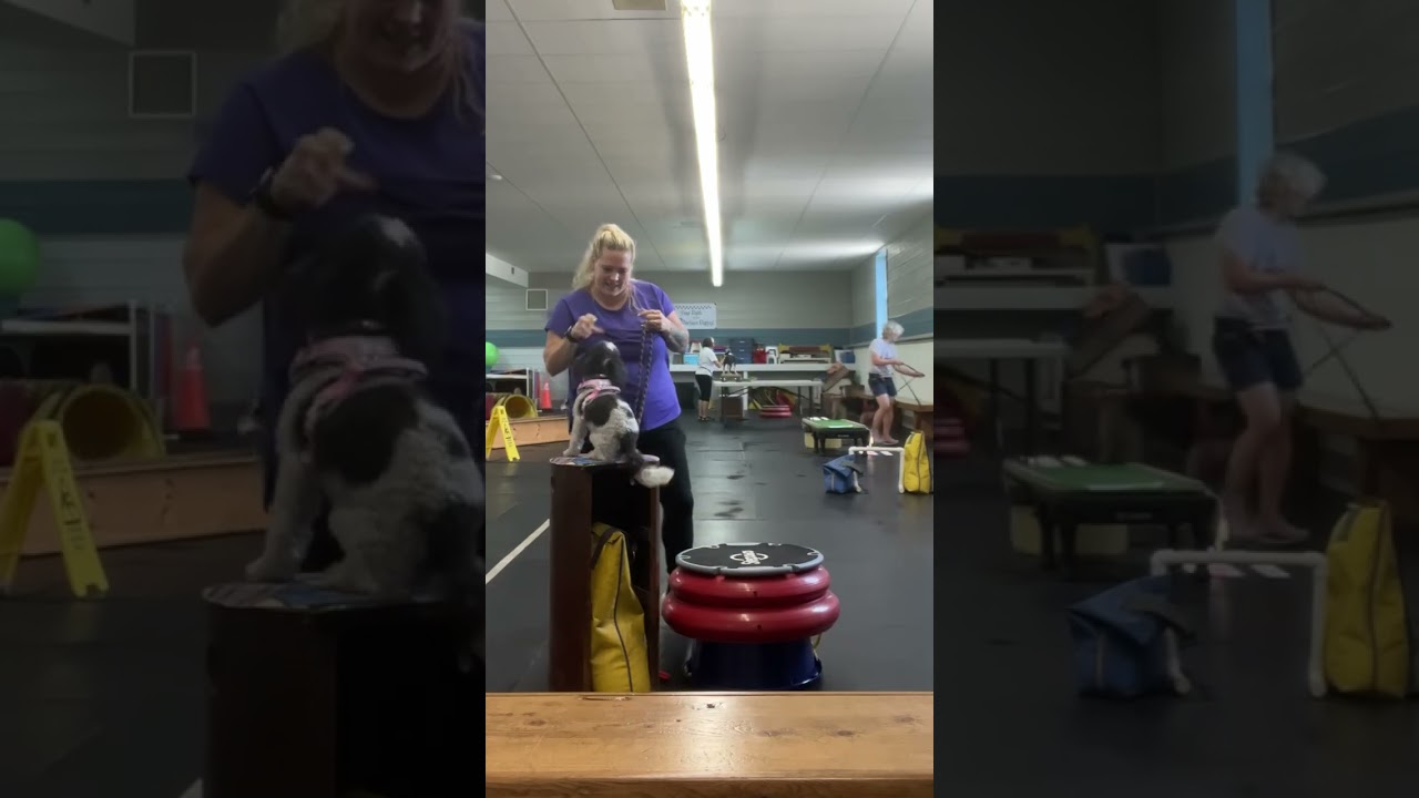 NEW Sport offered at McCann’s - K9 Parkour - WOW!