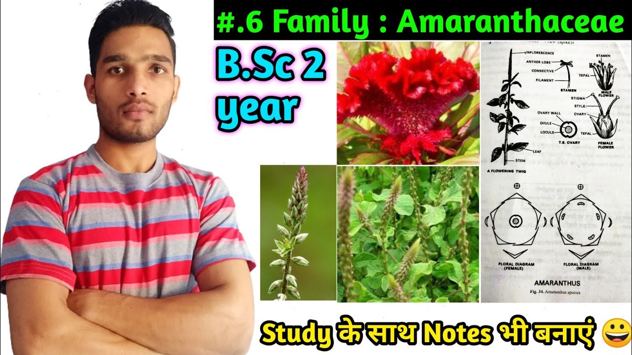 Family Amaranthaceae / Floral formula, Vegetative characters Economic Importance/ B.Sc 2 year