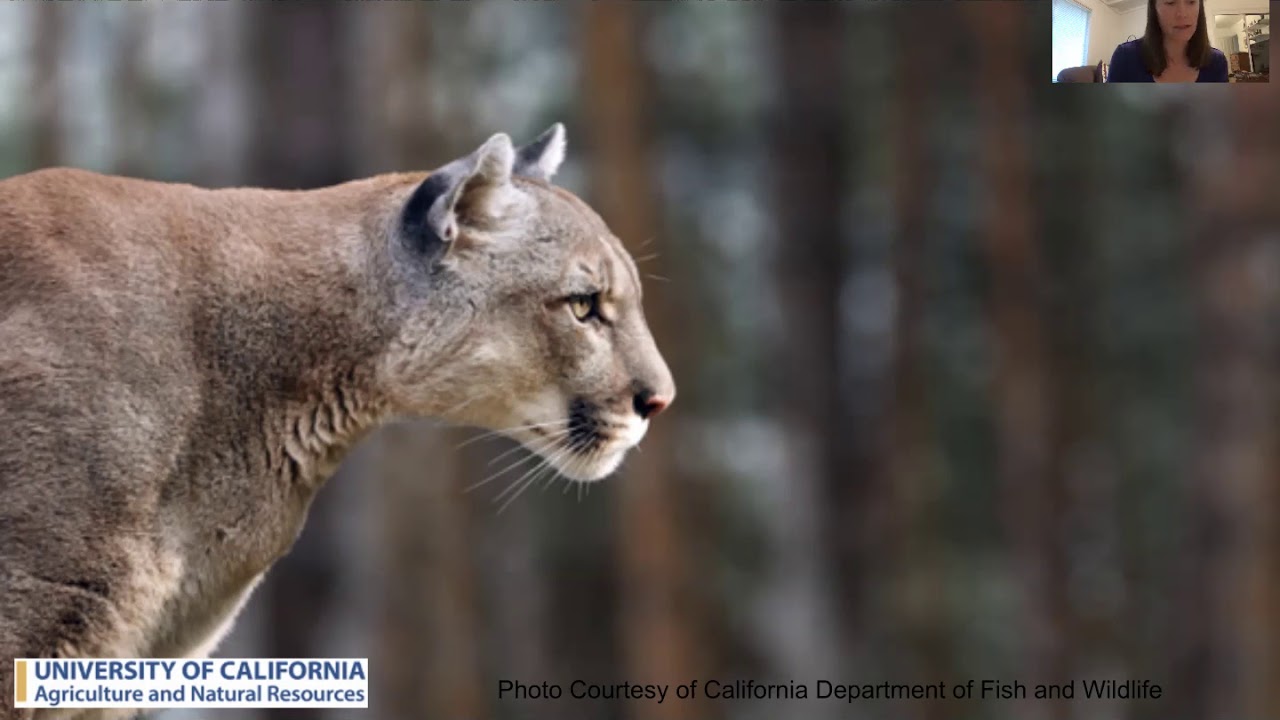 Human Wildlife Interactions Post Fire