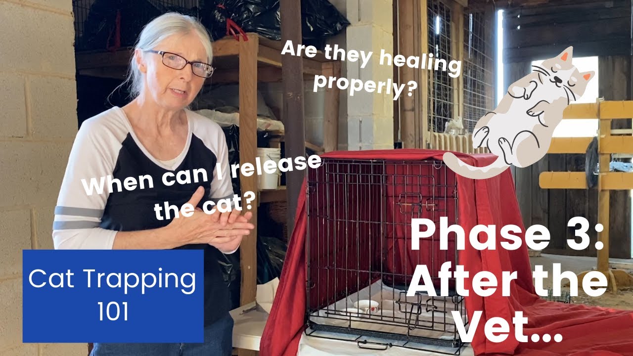 How to Trap a Feral Cat: PHASE 3 - Recovery and Release/Return