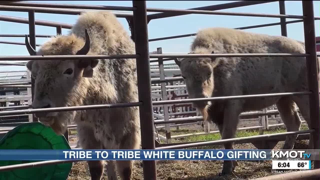 &lsquo;A snapshot of history&rsquo;: Turtle Mountain Band of Chippewa gifts white buffaloes to other tribes