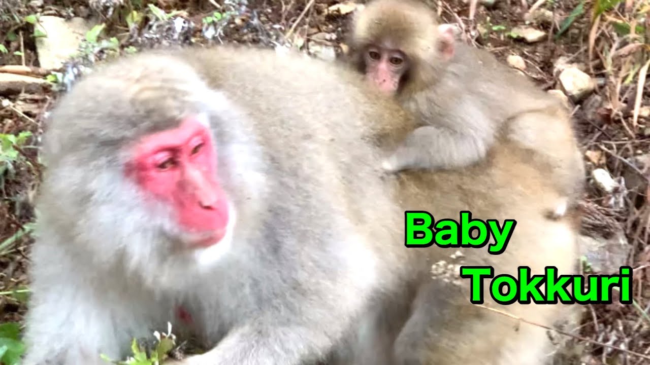【SNOW  MONKEYS】221 ( Toami boss injury) official jigokudani  onsen korakukan snowmonkey park 雪猿　地獄谷