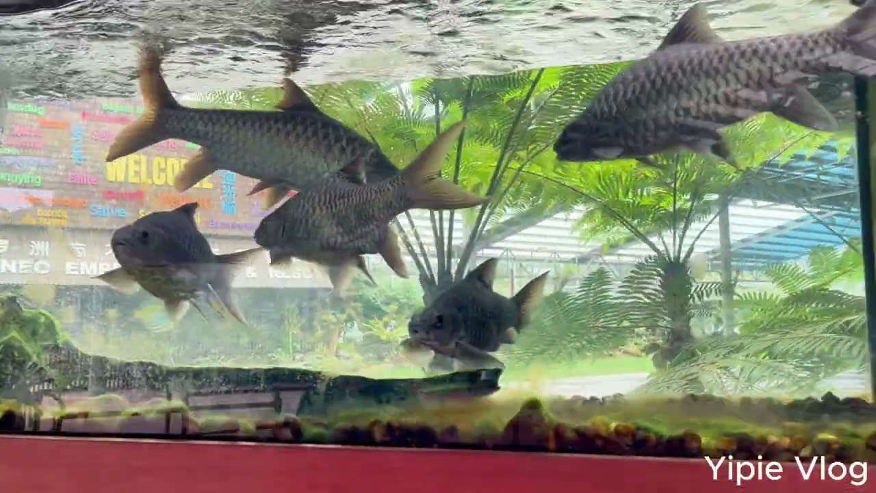 Exploring Borneo Empurau Farm & Resort