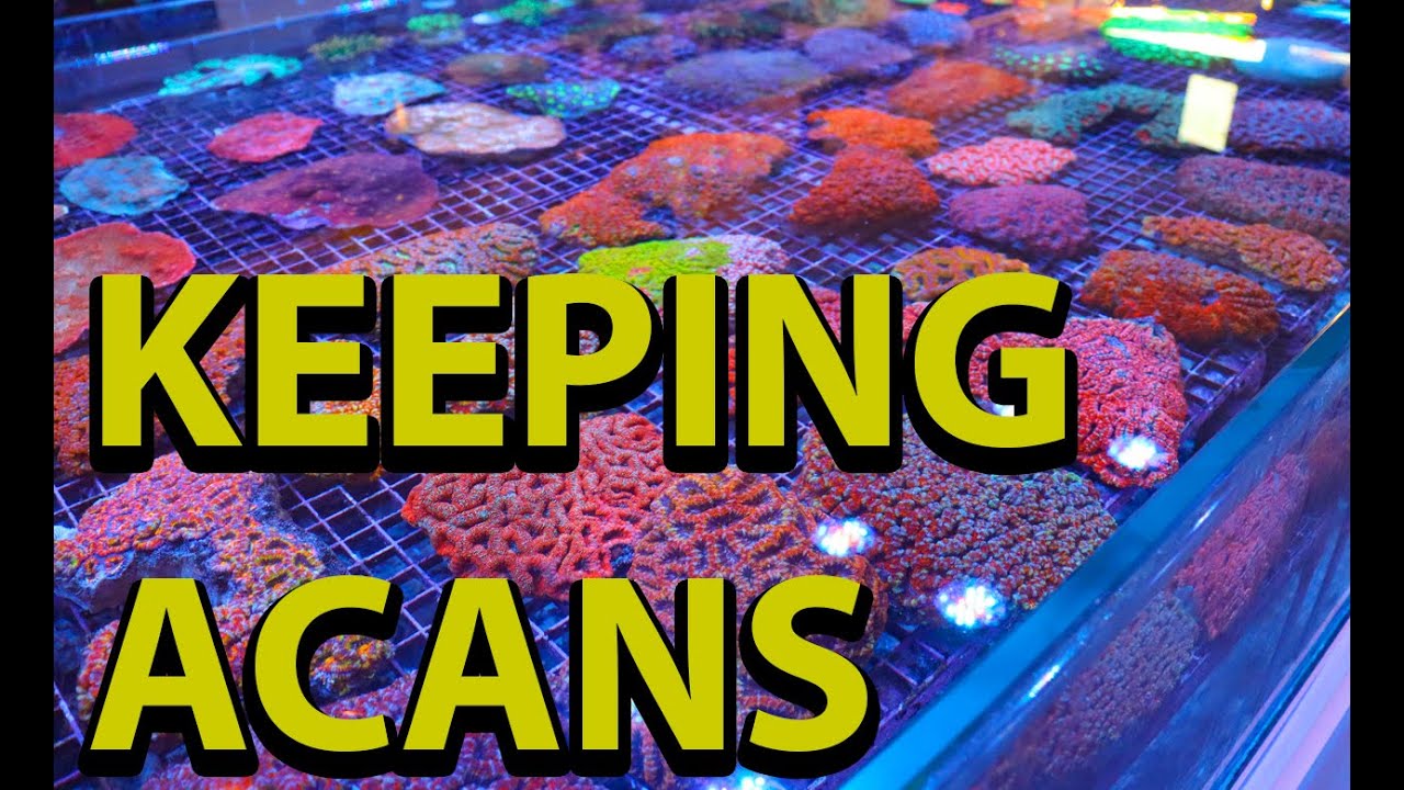 The Secret To Keeping Acan Corals