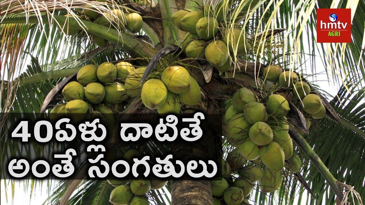 Methods to Grow Your Coconut Trees Yield More | hmtv Agri