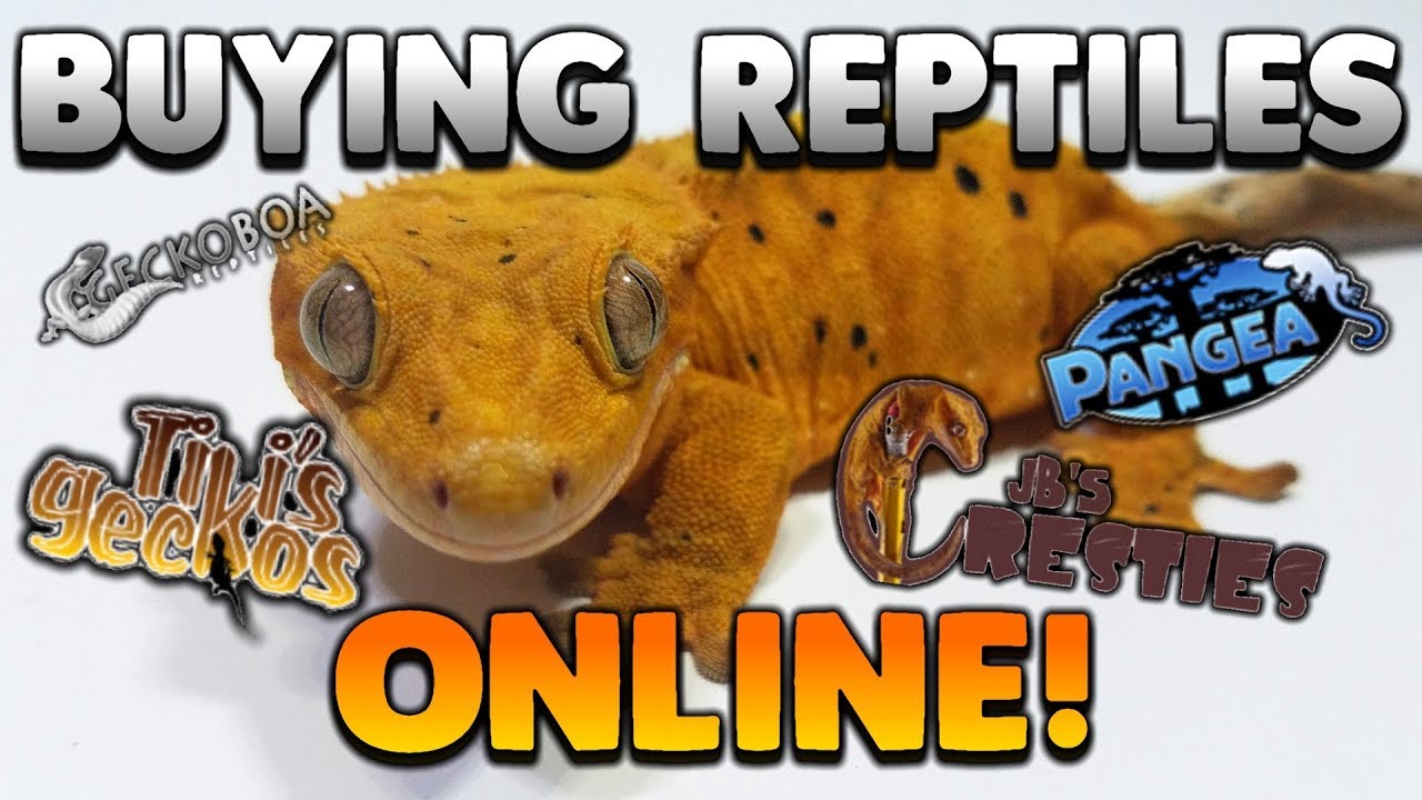 Watch This BEFORE You Buy A Reptile Online! Buyers Guide!