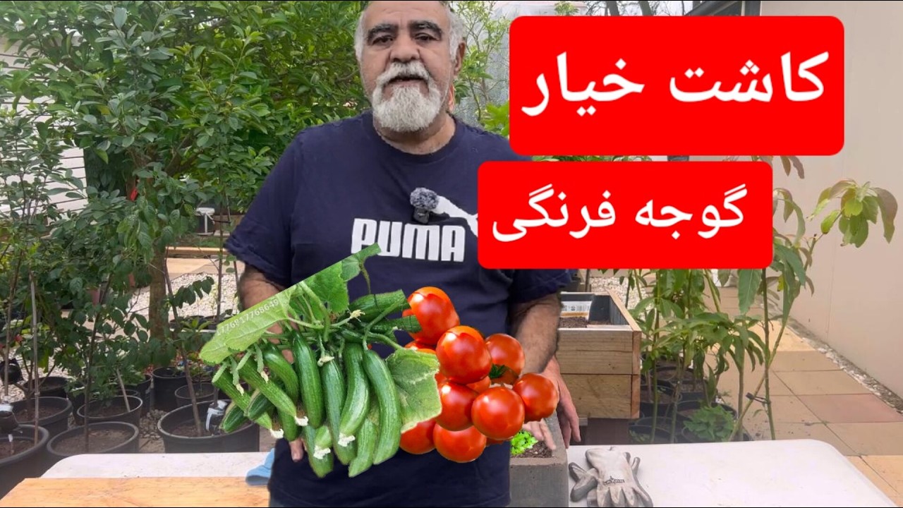 کاشت خیار و گوجه فرنگی