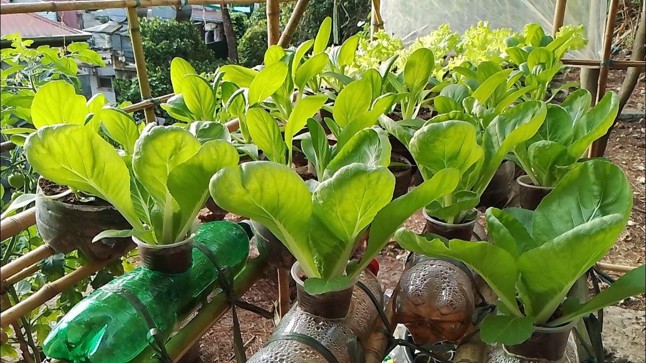 tanim na gulay sa aking greenhouse!(update sa tanim kung gulay)