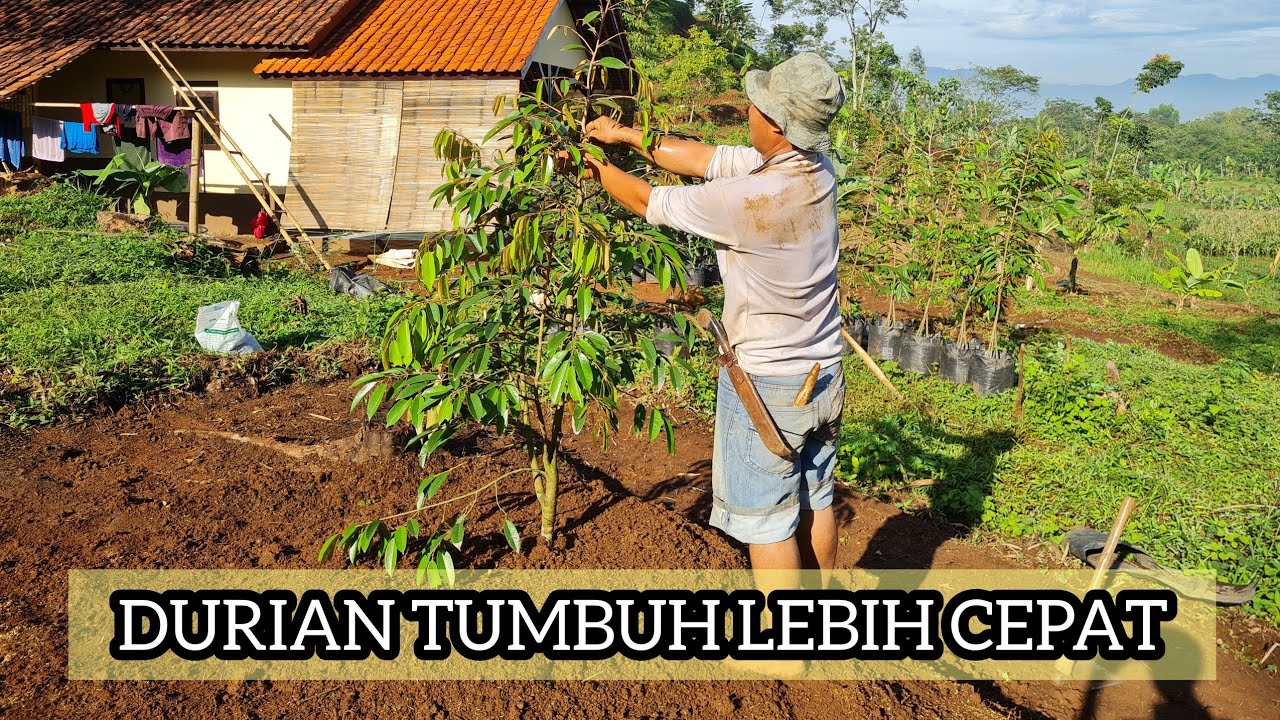 CARA MENANAM DURIAN AGAR TUMBUH LEBIH CEPAT DAN SUBUR