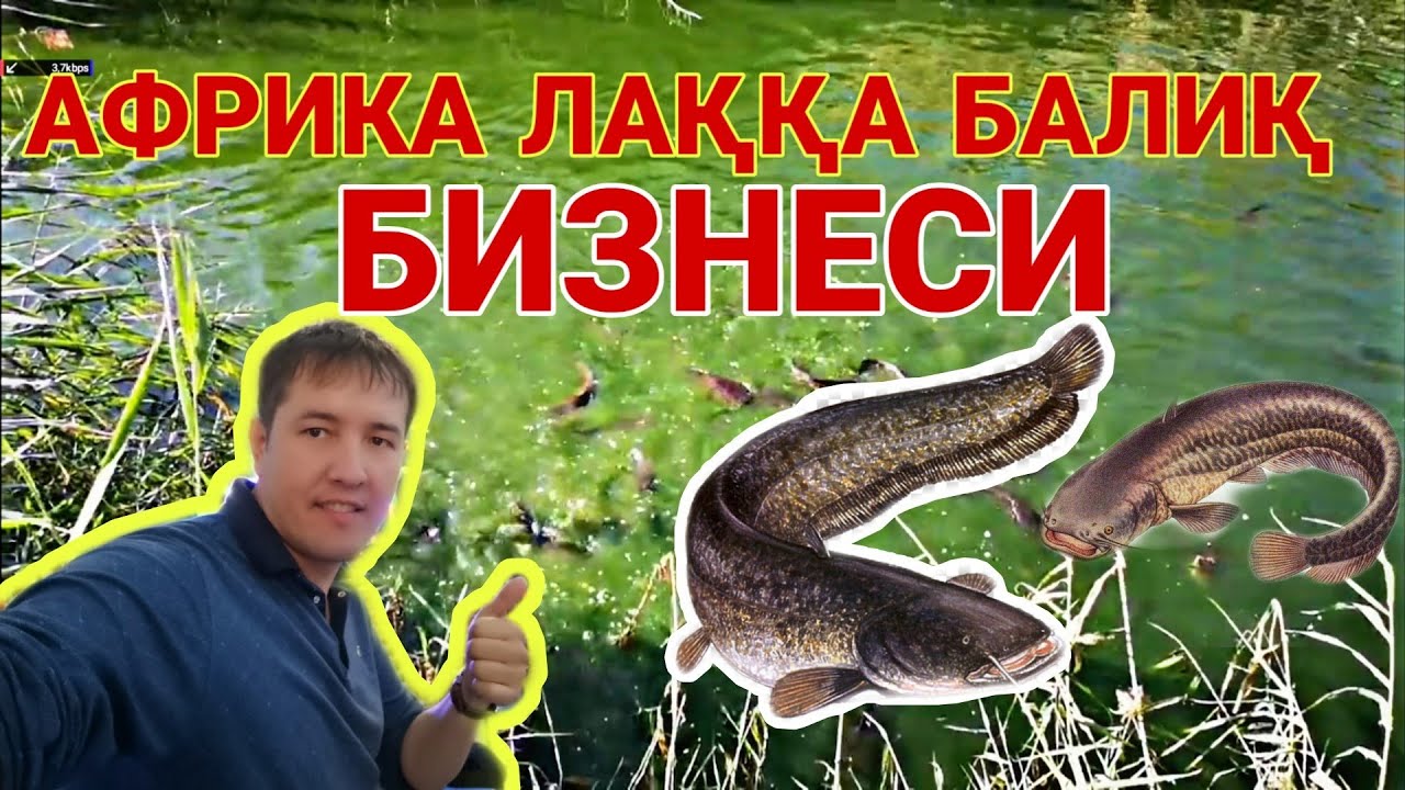 АФРИКА СОМ  БАЛИК БИЗНЕСИ