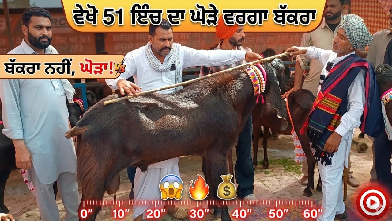 ਦੇਖੋ 51 ਇੰਚ ਦਾ ਘੋੜੇ ਵਰਗਾ ਬੱਕਰਾ Mela kaleke #rajudirba #goatfarm #farming #dairyfarm @RajuGoatFarm 