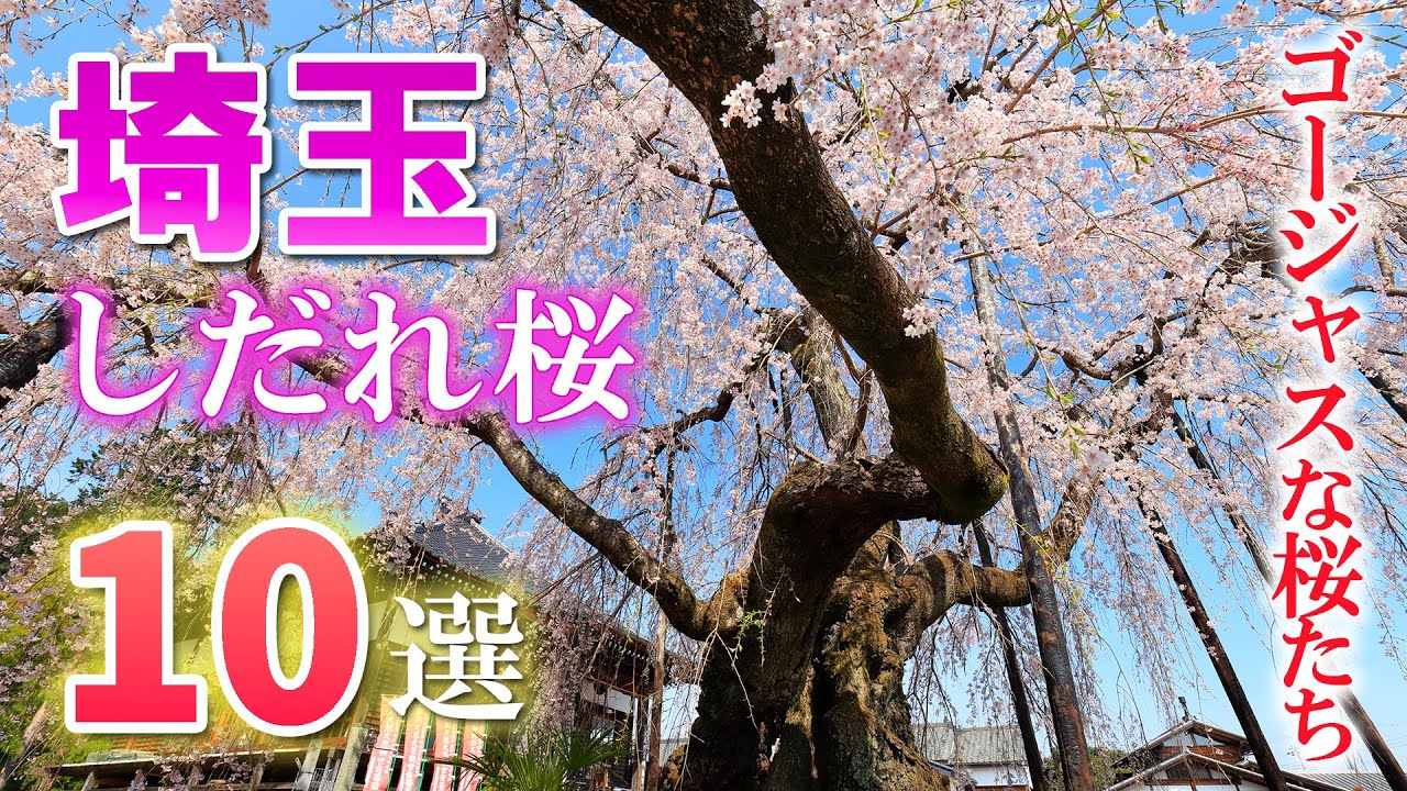 【絶景】埼玉県のしだれ桜名所10選/絶対に見逃したくない桜たち/埼玉観光旅行vlog